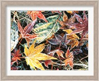 Close Up Fallen Maple Leaves Fine Art Print