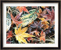 Close Up Fallen Maple Leaves Fine Art Print