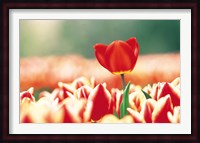 Close Up Of Flower Head Rising From Flowerbed Fine Art Print