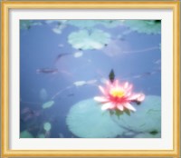 Pink Lotus Flower in Pool Fine Art Print