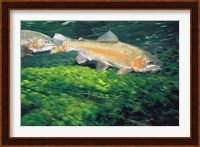 Two Fishes Swimming Underwater Fine Art Print