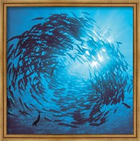 Fishes swarm underwater Fine Art Print
