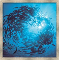 Fishes swarm underwater Fine Art Print