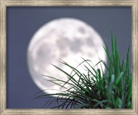 Grass blades With Full Moon in Background Fine Art Print