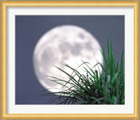 Grass blades With Full Moon in Background Fine Art Print