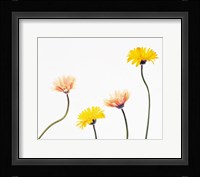 Four Yellow and Pink Daisies on White Background Fine Art Print