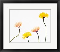 Four Yellow and Pink Daisies on White Background Fine Art Print