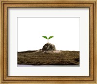 New Plant Growing On Sand against White Background Fine Art Print