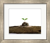 New Plant Growing On Sand against White Background Fine Art Print