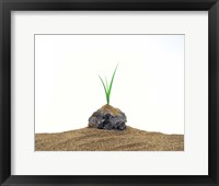 Grass Growing From Stone Settled In Sand Fine Art Print