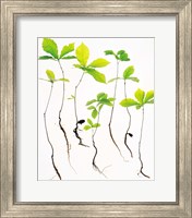 Saplings with Root on White Background Fine Art Print