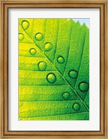 Extreme Close Up of Leaf Vein with Droplets Fine Art Print
