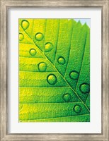 Extreme Close Up of Leaf Vein with Droplets Fine Art Print