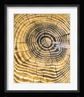 Age Rings of Tree Trunk Fine Art Print