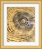 Age Rings of Tree Trunk Fine Art Print