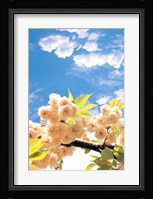 Blossoms against Sky Fine Art Print