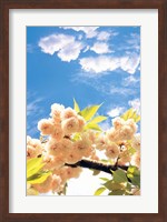 Blossoms against Sky Fine Art Print