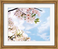 Blossoms against Sky, Selective Focus Fine Art Print