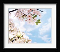 Blossoms against Sky, Selective Focus Fine Art Print