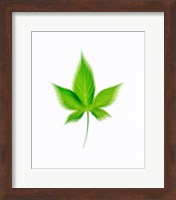 Star Shaped Green Leaf On Beige Background Fine Art Print