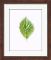 Green Leaf on Beige Background Fine Art Print