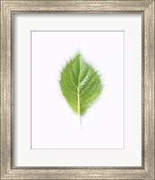 Green Leaf on Beige Background Fine Art Print