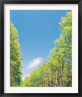 Trees Projected against Blue Sky Fine Art Print