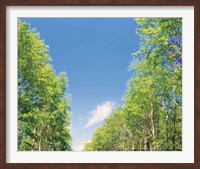 View of Trees against Blue Sky Fine Art Print