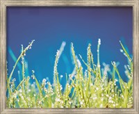 Water Droplets on Blades of Grass Fine Art Print