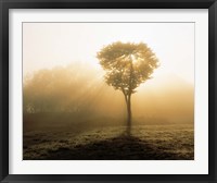 Tree in Early Morning Mist Fine Art Print