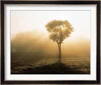 Tree in Early Morning Mist Fine Art Print