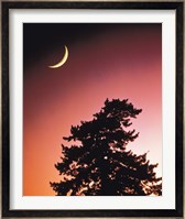 Crescent Moon over Trees in Front Of Dark Red Sky Fine Art Print