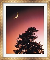 Crescent Moon over Trees in Front Of Dark Red Sky Fine Art Print
