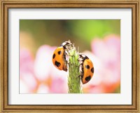 Close Up Of Two Ladybugs Fine Art Print