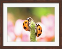 Close Up Of Two Ladybugs Fine Art Print