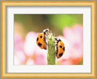 Close Up Of Two Ladybugs Fine Art Print