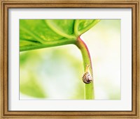 Snail on Leaf Crawling Upward Fine Art Print