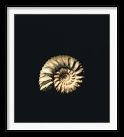 Shell on Black Background Fine Art Print