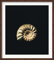 Shell on Black Background Fine Art Print