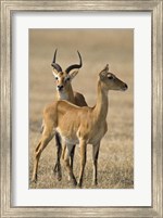 Pair of Ugandan kobs (Kobus kob thomasi) mating behavior sequence, Queen Elizabeth National Park, Uganda Fine Art Print