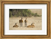 Ugandan kobs (Kobus kob thomasi) mating behavior sequence, Queen Elizabeth National Park, Uganda Fine Art Print