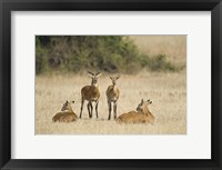 Ugandan kobs (Kobus kob thomasi) mating behavior sequence, Queen Elizabeth National Park, Uganda Fine Art Print