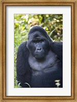 Mountain Gorilla, Bwindi Impenetrable National Park, Uganda Fine Art Print