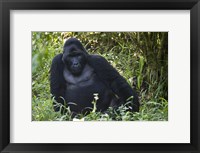 Mountain Gorilla Sitting in a forest, Bwindi Impenetrable National Park, Uganda Fine Art Print