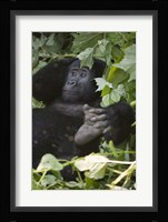 Mountain Gorilla (Gorilla beringei beringei) in a forest, Bwindi Impenetrable National Park, Uganda Fine Art Print