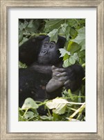 Mountain Gorilla (Gorilla beringei beringei) in a forest, Bwindi Impenetrable National Park, Uganda Fine Art Print