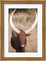 Ankole-Watusi cattle standing in a field, Queen Elizabeth National Park, Uganda Fine Art Print