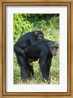 Female chimpanzee (Pan troglodytes) carrying its young one on back, Kibale National Park, Uganda Fine Art Print