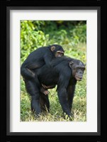 Female chimpanzee (Pan troglodytes) carrying its young one on back, Kibale National Park, Uganda Fine Art Print