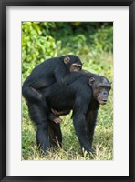 Female chimpanzee (Pan troglodytes) carrying its young one on back, Kibale National Park, Uganda Fine Art Print